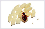 Is it a bed bug? Is it a bed bug?